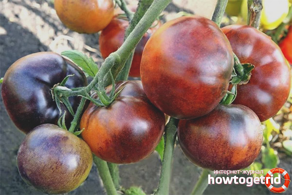 Tomate Ivan da Marya