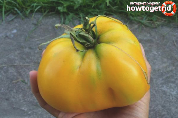 Tomate Votre Majesté