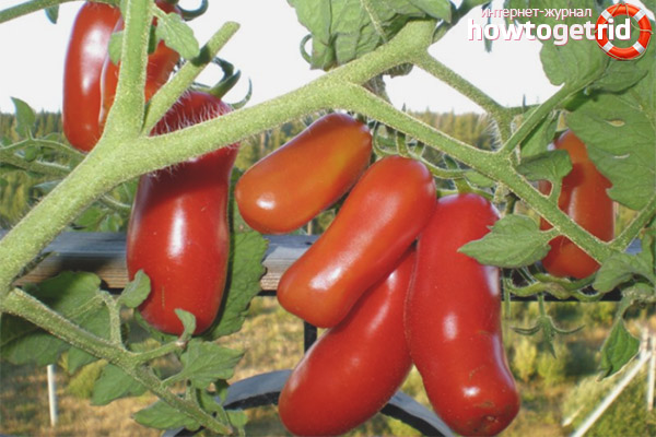 Gnome gai aux tomates