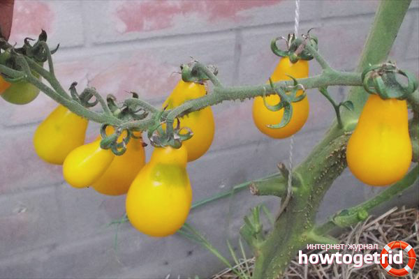 Goldener Tomatenregen