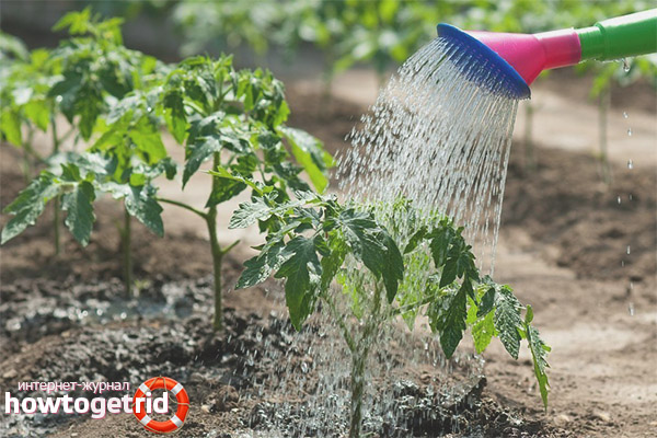 Care for tomatoes early Burkovsky