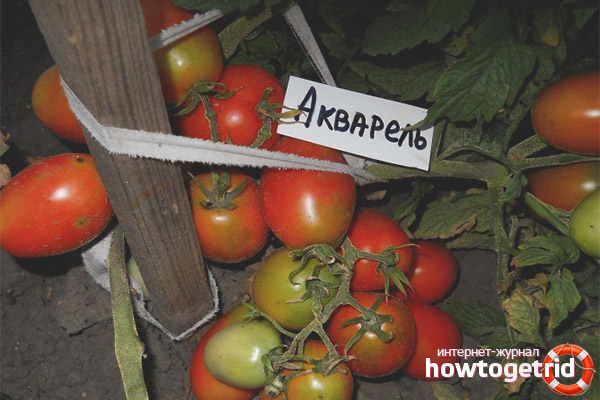 Watercolor tomato care