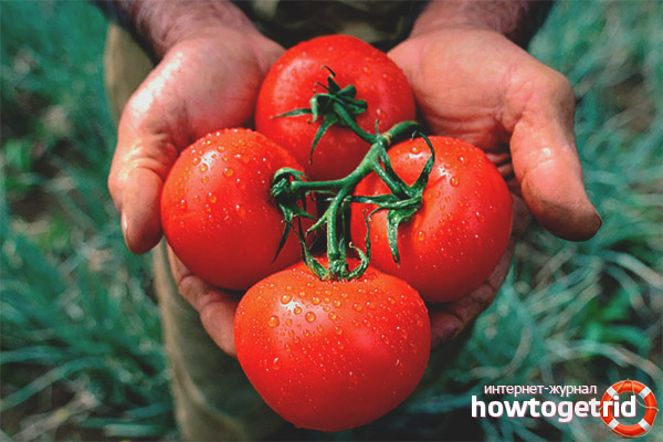 Alhambra Tomato Care