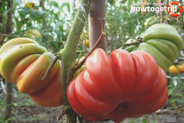 American Ribbed Tomato Care