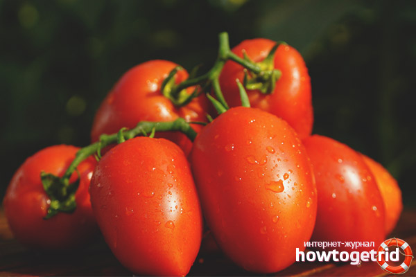Temps de plantation des tomates Dino F1