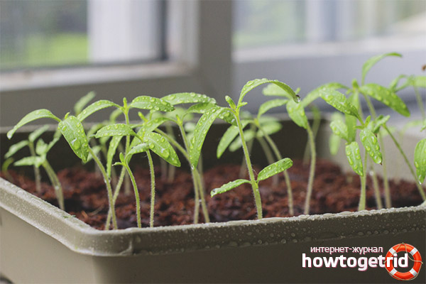 Growing tomato seedlings Pear pink