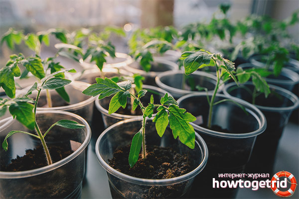 Wachsende Tomatensämlinge Goldener Pinsel