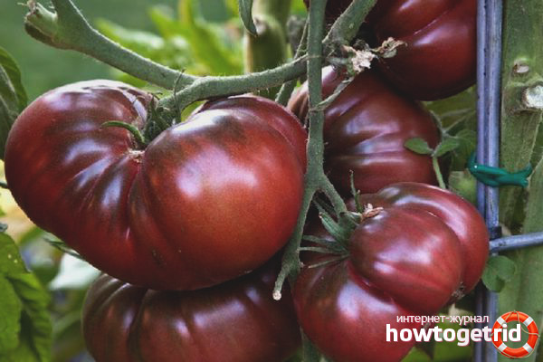 Culture de tomate Brandyvine noir