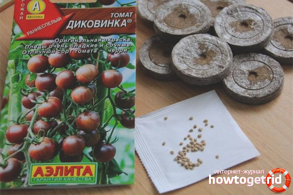 Cultiver la curiosité des tomates