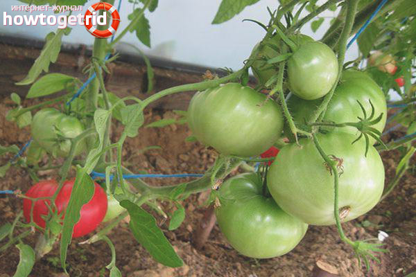 Anbau von Tomaten Korneevsky