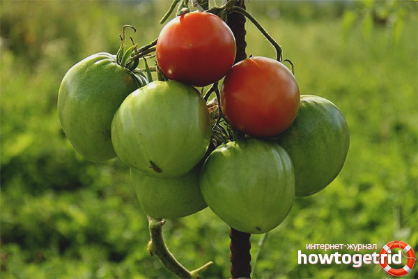 Wachsende Tomaten Vityaz