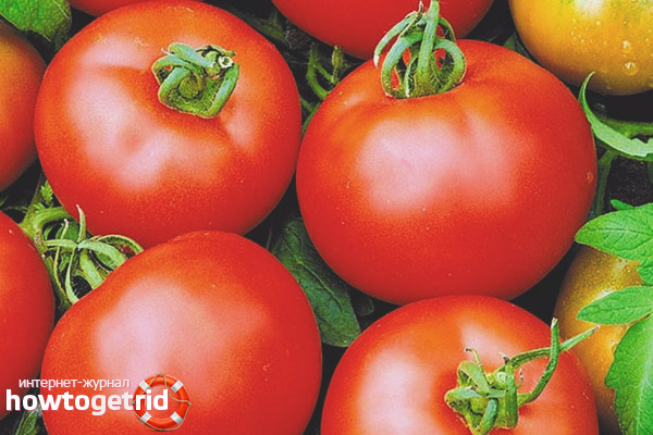 Growing Tomatoes Sunrise