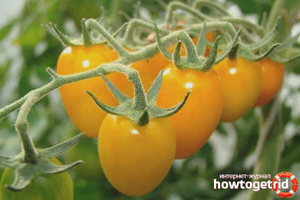 Wachsende Tomaten Goldener Regen