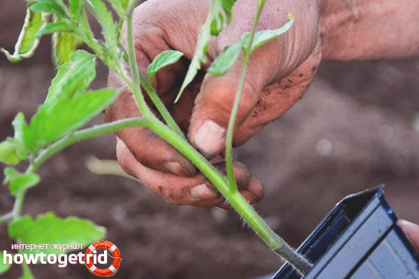 Semis et plants de tomates Général