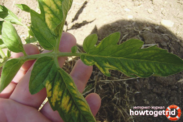 Tomatenkrankheiten Seele Sibiriens