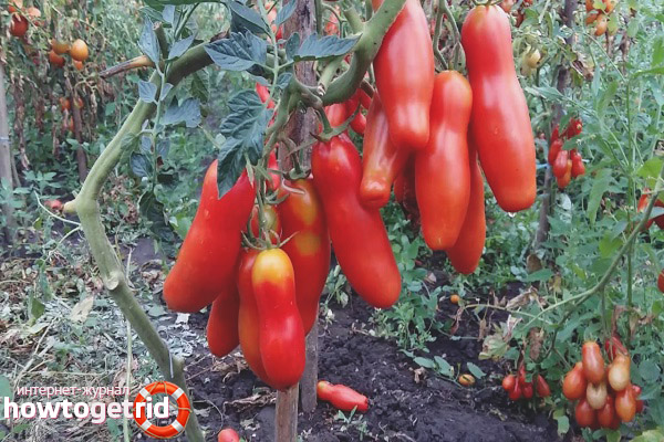 Maladies des tomates