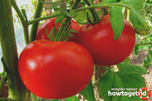 Comment conserver les joues rouges aux tomates