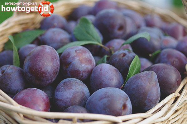 How and where to store plums properly