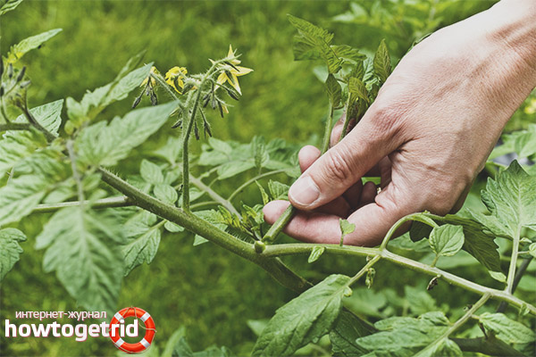 Comment planter des tomates Ma famille