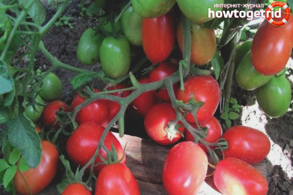 Comment faire pousser une variété de sucettes