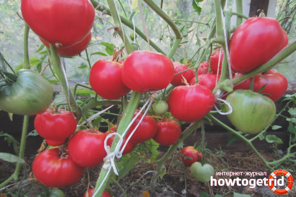 How to Grow Turboactive Tomato