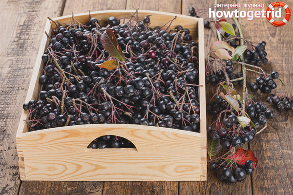 When to collect aronia