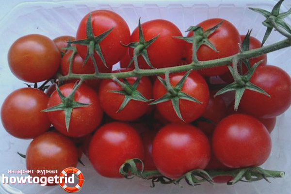 Merkmale des Wachstums eines roten Bündels