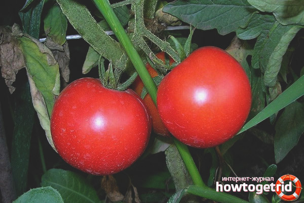 Les tomates préférées de la région de Moscou