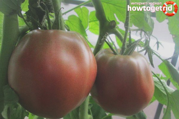 Breda Black Heart Tomatoes