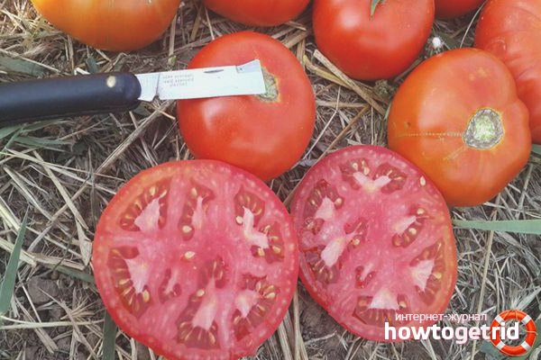 Fletcher Tomatoes F1