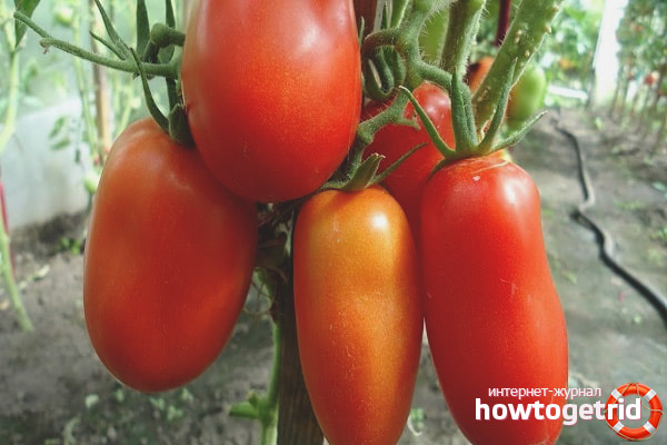 Bread and Salt Tomatoes