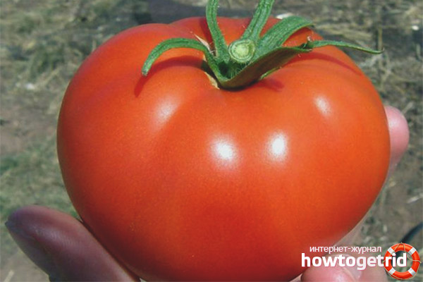 Variété de tomates Nastena F1