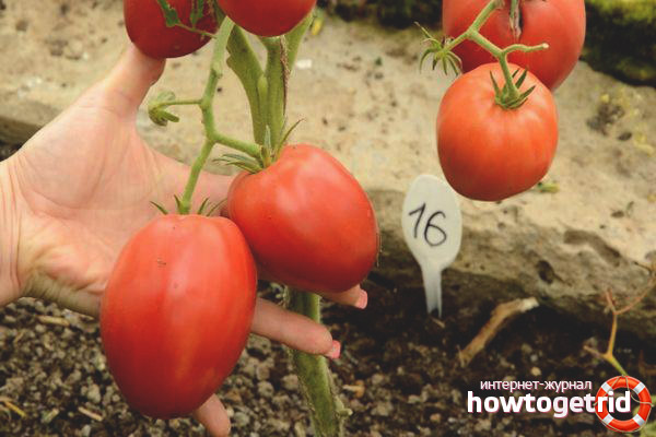 German Red Strawberry Tomatoes