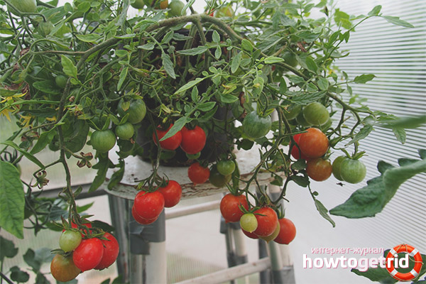 Sorten von Tomaten Rowan Beads