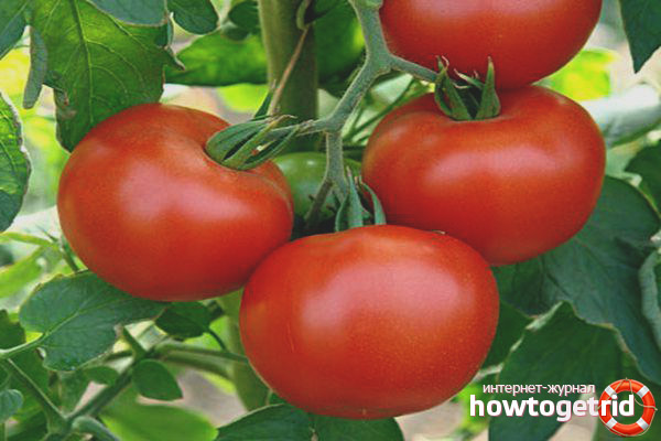 Tomates de la variété Rubinchik