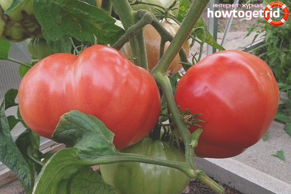 Variétés de tomates héros russe