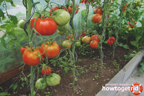 Variétés de tomates Severenok