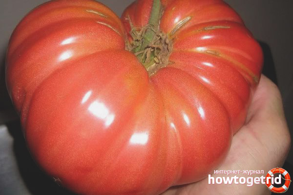 Tomates shangi sibériennes