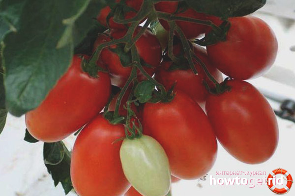 Tomates de qualité Sir Elian F1