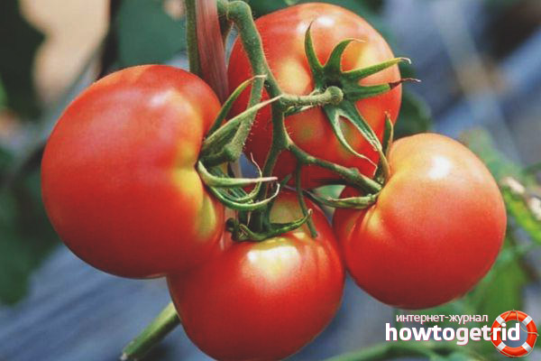 Grade Tomaten F1 Slot