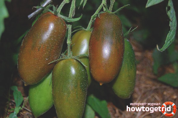 Eis am Stiel der schwarzen Tomaten
