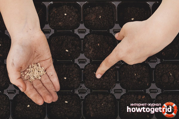 Aussaat von Tomatensamen