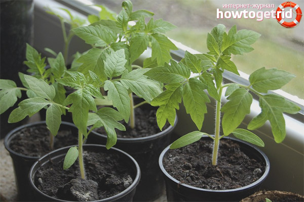 Seedling Tomato Freken Bock