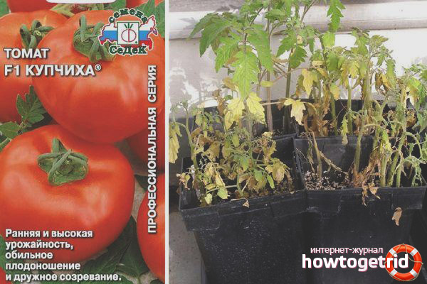 Empfehlungen für den Tomatenanbau Händlerin