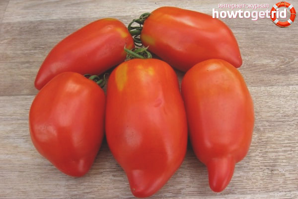 Tomato Bread and Salt