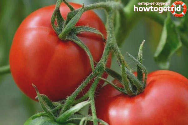 Commandant du régiment de tomates