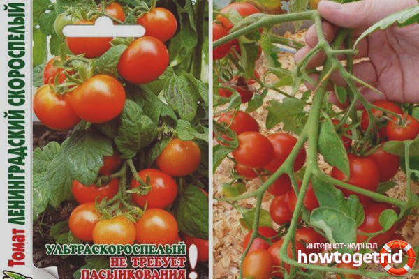 Tomato Leningrad precocious