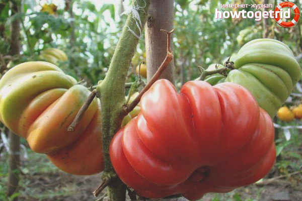 Tomato Lorraine Beauty