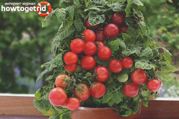 Tomate Lukoshko sur la fenêtre