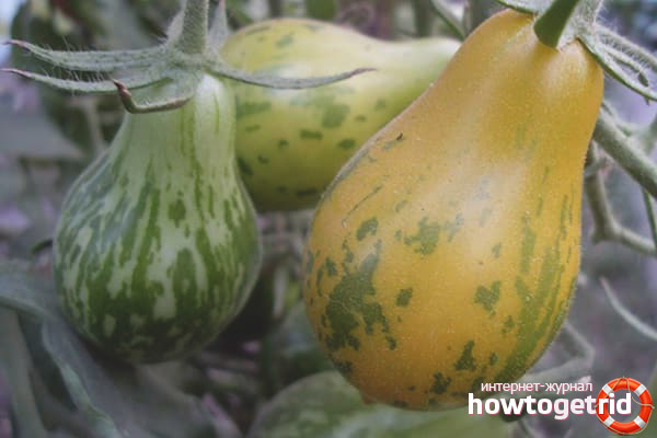 Tomate Michael Pollan